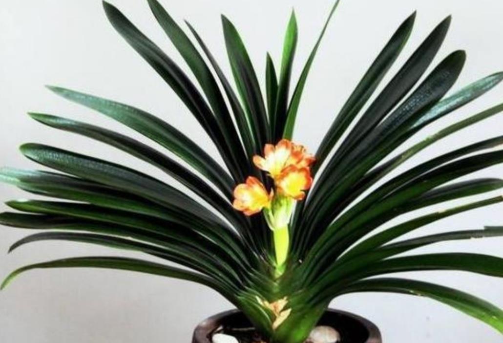 旺盛|君子兰叶子瘦小,不长新叶,4个方面多注意,很快恢复旺盛