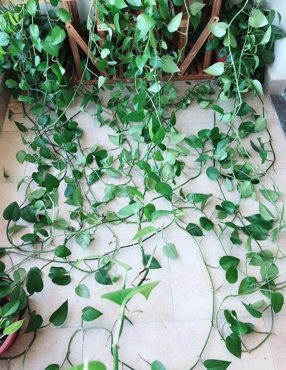 3个月后才回家，家里的花疯了，墙缝、房顶都爬满！