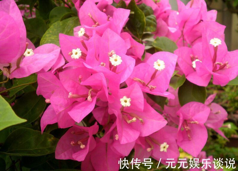 三角梅开花最简单的方法,再笨的人也能学会