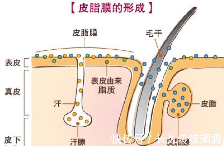 皮肤|油皮别再傻乎乎补水！教你3招：科学控油不长痘，皮肤真的变好了