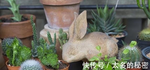 如何养好“多肉”免费教你一招“多肉”养殖技术!