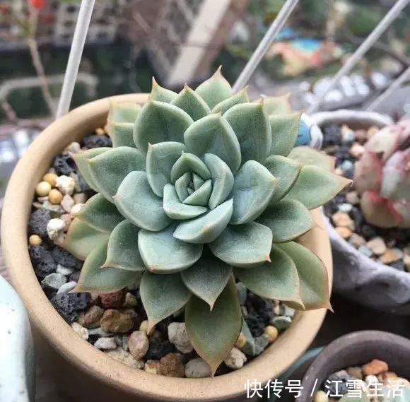 阳台党|5种多肉难出状态，就要狠狠虐，不然干脆送人！