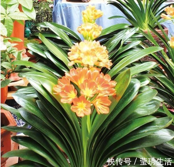 2种水,是养花的“砒霜水”,万万不能用,不然黄叶花枯死