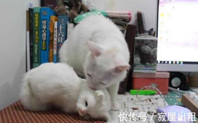 猫看见人就叫没人不叫