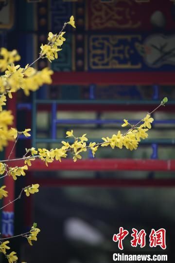 惊蛰喜迎春京城市属公园发布早春花讯 粉紫色