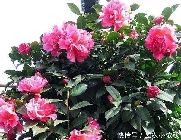 万能土|你家附近有这种树吗?树下挖几铲,就是“万能土”,养啥花也旺