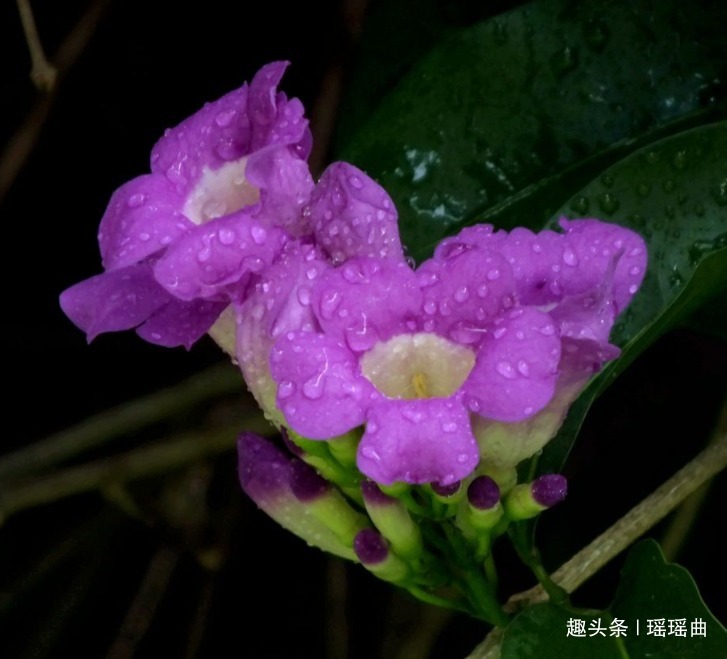 此花是思念之花，多色并存格外瞩目，有着富丽华贵之美感