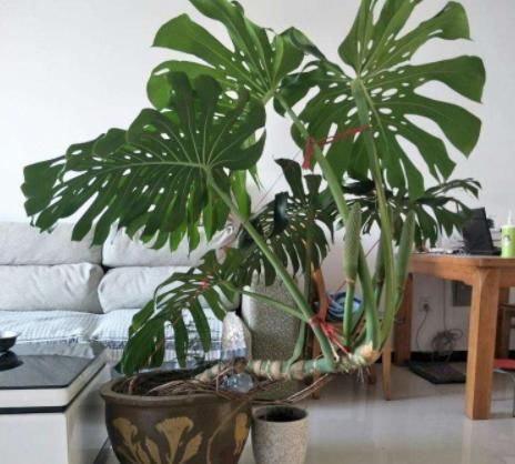 聪明人养花,别的不养就养“此3种”,难怪越来越健康、还富裕