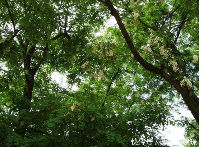 五树进宅,人穷家败,指的哪五种树,为什么这么说