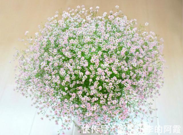 不到1平方的窗台,被她养成小花园,比院子还美