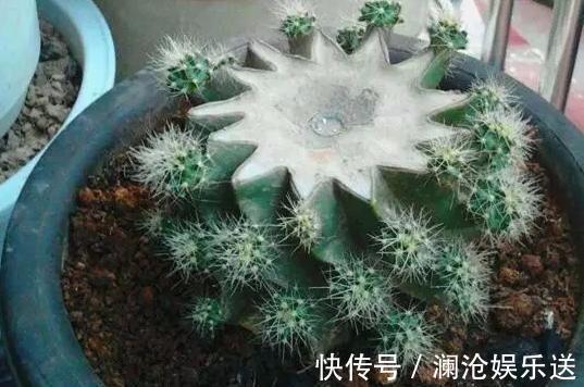 种花|常见的2种花，夏天多“切几刀”，才能呼呼冒“新芽”，翻倍的长