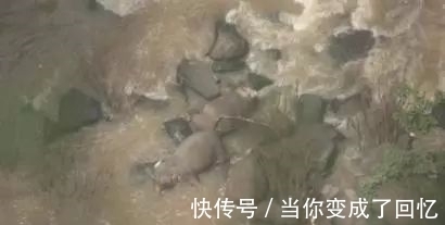 小象|泰国小象跌落瀑布 5头大象为救它也跌落死亡