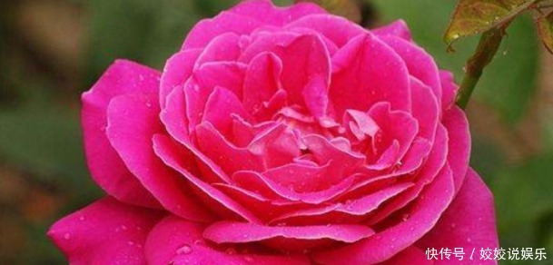 奥桑特|新手养花,不如养花中精品汤姆奥桑特,花开艳丽,气度非凡!