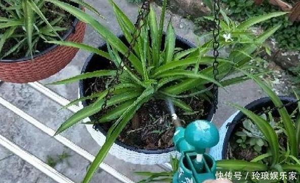 养花浇水是技术活盆栽远离5种水,植物伤亡少、花友不走弯路