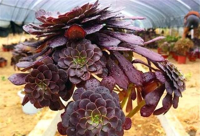 黑和尚擅长斩首技术,所以在这5点,侧芽长得很快一个是头发变长