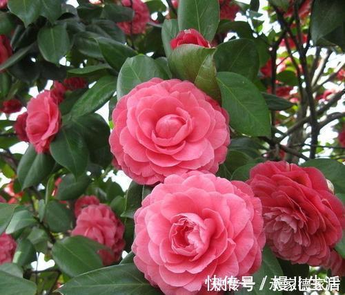 漂亮|4种耐寒花，好养又漂亮，香艳又喜庆，冷空气来临就开花！