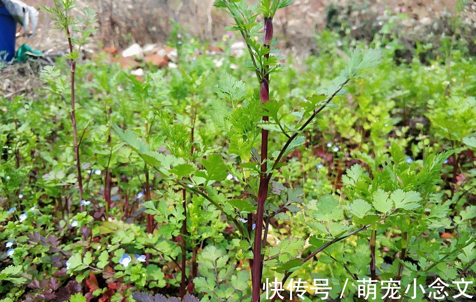 味道|味道很难闻,却有很多人采摘,用来包饺子是一绝,见到可别错过