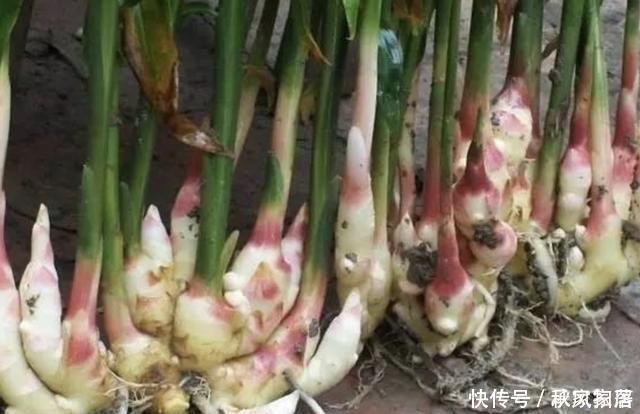 切2块“生姜”放盆里,15天后“冒小芽”,2个月成盆景,采挖一茬