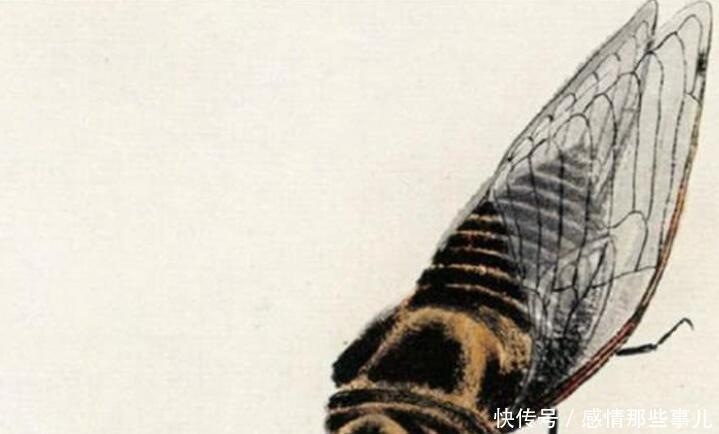 难怪|齐白石画《蝉》如指甲盖般大放大10倍惊呆了,难怪值8亿