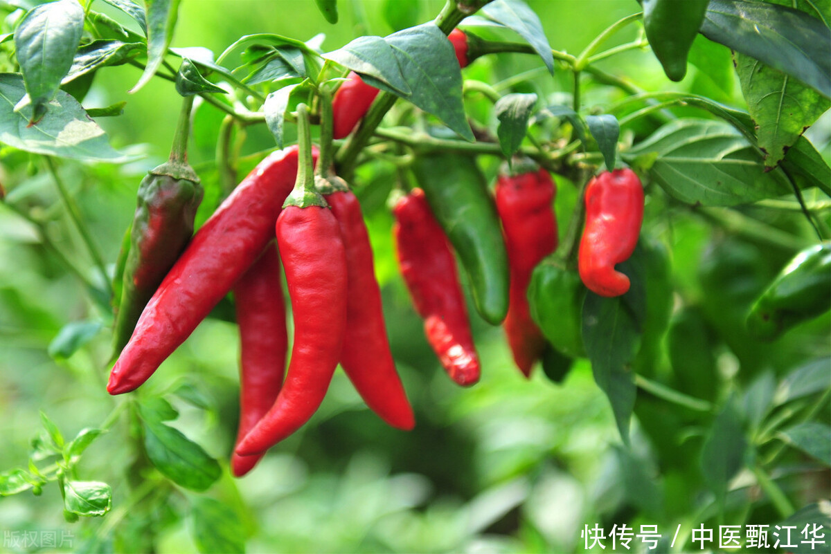  保护|子宫肌瘤越来越多，中医小方子，活血化瘀，有效保护子宫