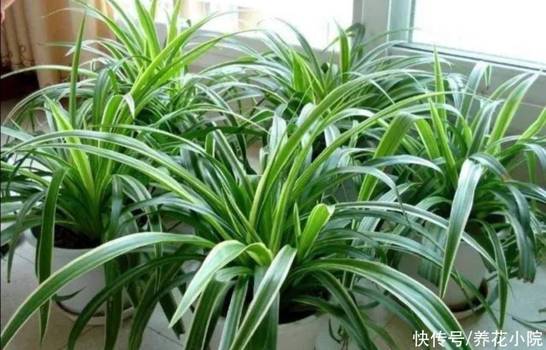 吊兰|家里养4种花，秋天给它换盆换土，才能长势更旺