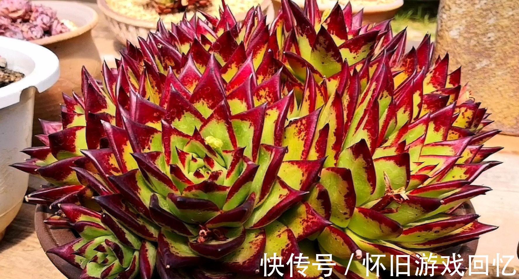 把多肉植物老桩养成艺术品,让你感受不一样的美