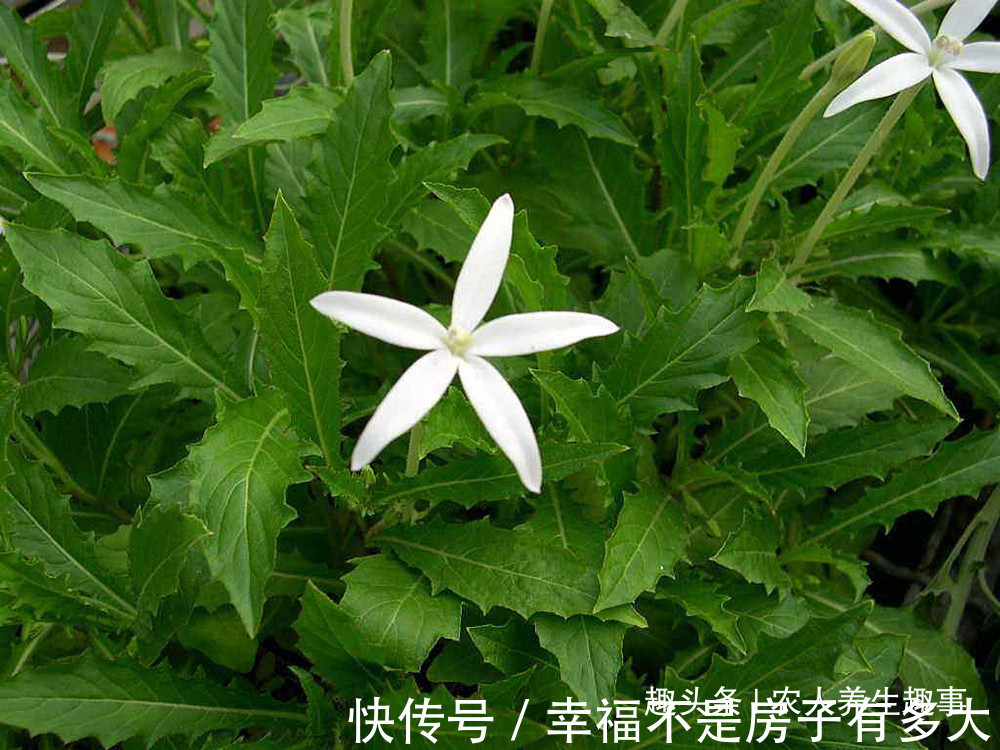 药用价值|农村一种长在田边的怪草,人吃了就想睡觉,可惜很多人还不认识