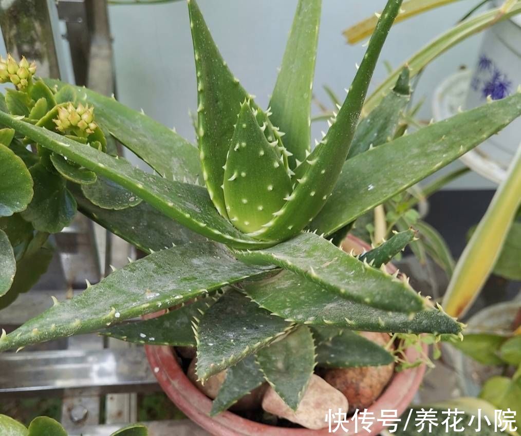 汁液|家里养芦荟，有4大好处，建议养一盆