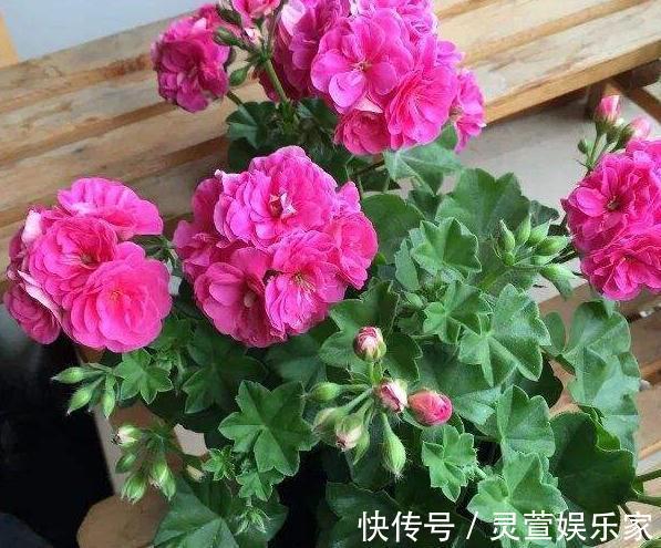 小花园|阳台想要成“花园”,就养3种花,叶少花儿多,一年四季不断花