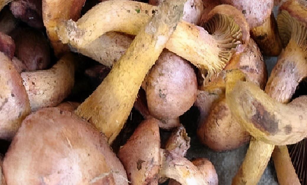 润肤|女性养生,常食用3种食物,补血润肤,延缓衰老,改善体质