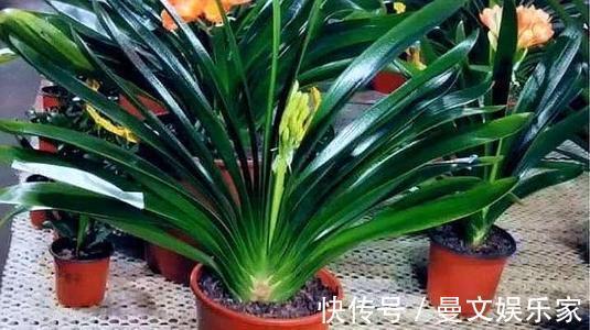 花芽|做好“2件事”,君子兰“根壮”,新叶多,年年开“爆盆”
