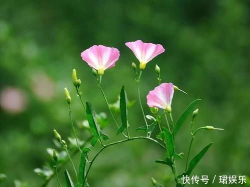 玉米田里的“恶草”，农民见到就烦，但嫩叶却是上佳野菜，别错过