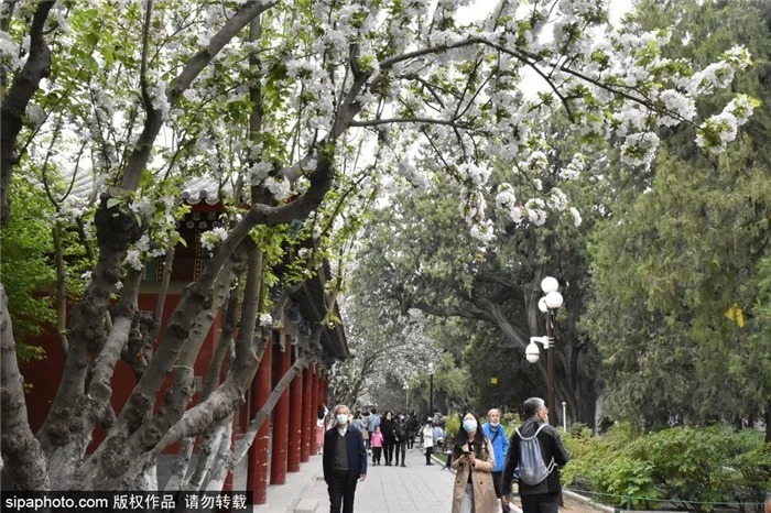 抓紧！这类花再不去看，一阵大风就明年见了！本周还可以去北京这些地方!