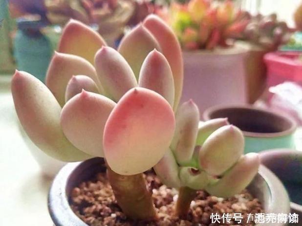 多肉中的7大美人 个个都千娇百媚 美极了 粉紫色 多肉中的7大美人 个个都千娇百媚 美极了 粉紫色