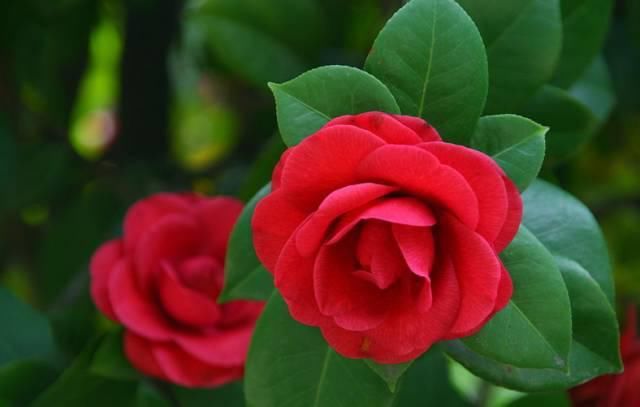 送给那些养花，却总是把花养死的人