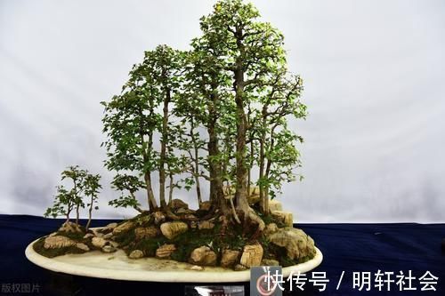 买盆景学问大,栽种环境、合适的树种,都要考虑周到,莫“踩坑”