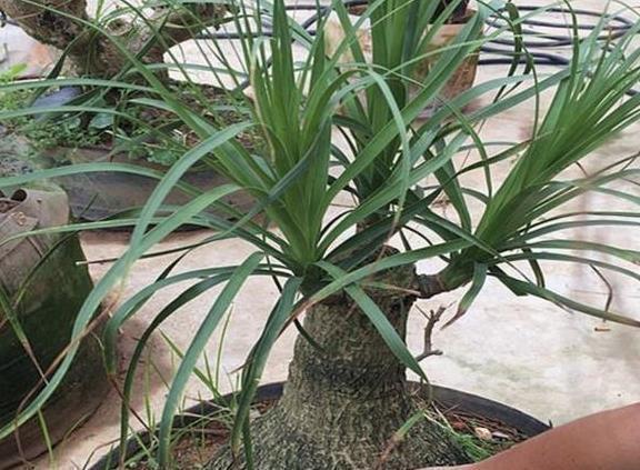 把这三种花摆客厅,一个月浇水一次,反而变旺盛!