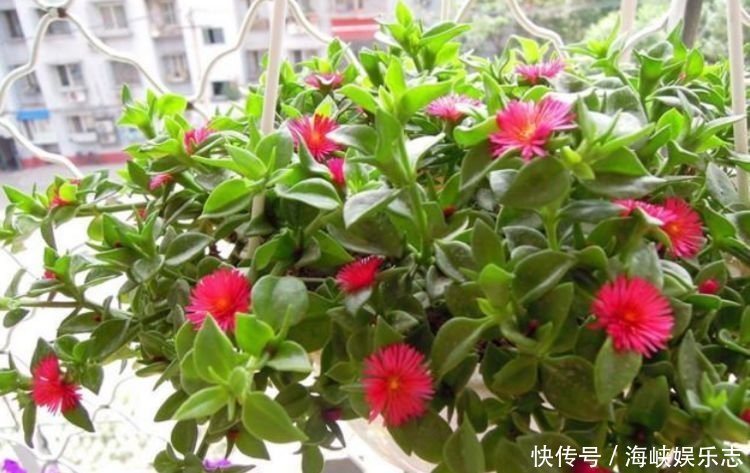 4种福运花,自带福气好养活,浇水就疯长,开花爆盆很容易