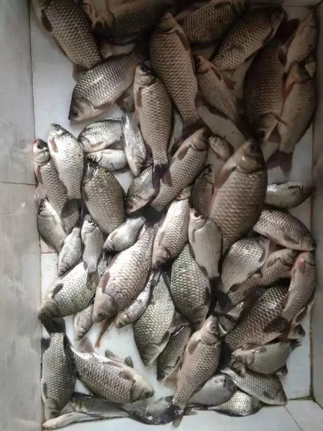 大爷用蚯蚓钓鱼二十年的配方,每次都收获满满,原来秘密在这