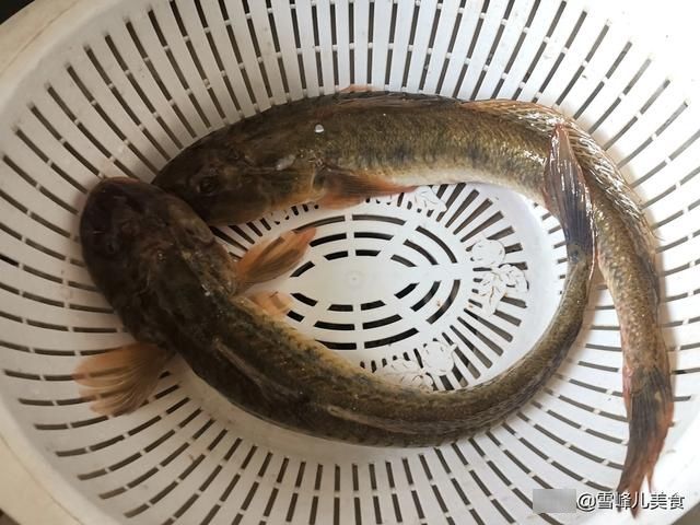 入冬前,最该吃它蛋白质含量极高,简单炖炖雪白似牛奶,别不懂吃