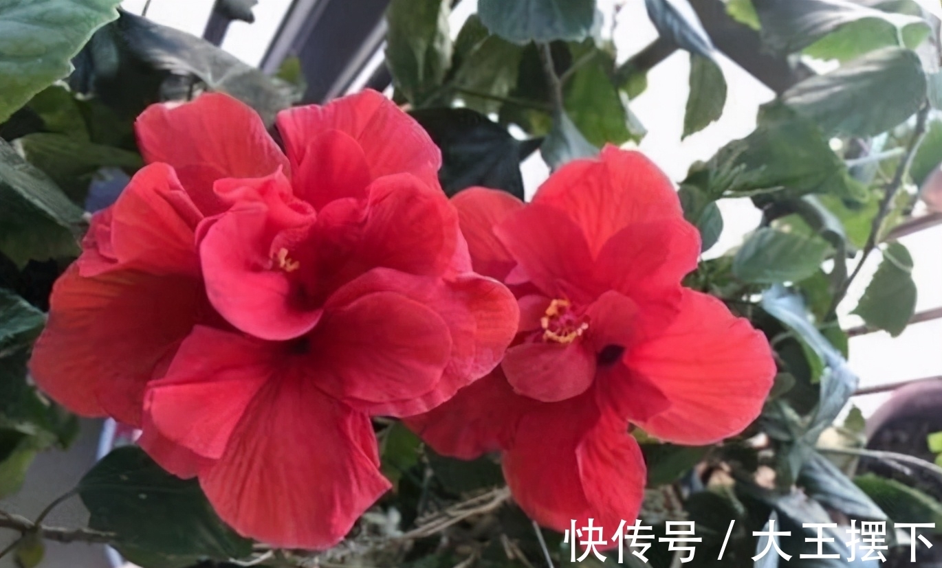 5种欠修理的花,开完花要“狠剪”,才能继续开花