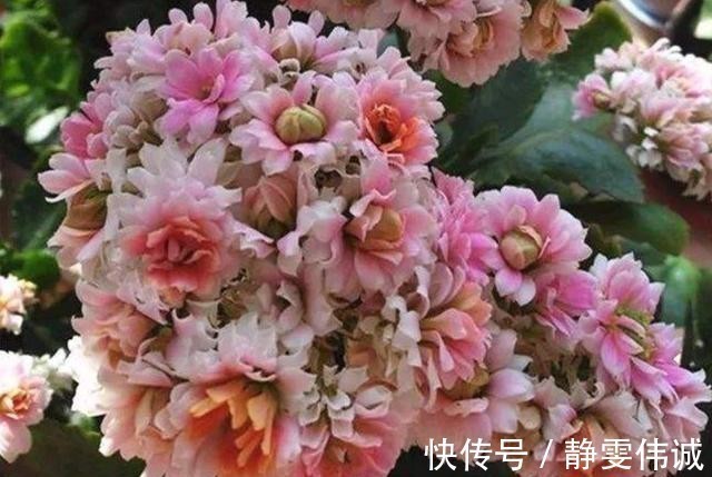 不死鸟|长寿花不能一盆栽多棵!因为难养好,想要一盆多色只有一个方法!