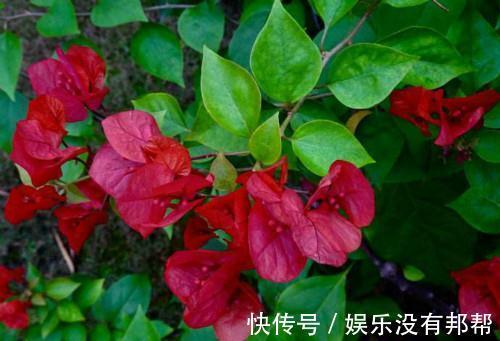 圣女贞德|养花试试这几款,可盆栽种植,是阳台族的福音