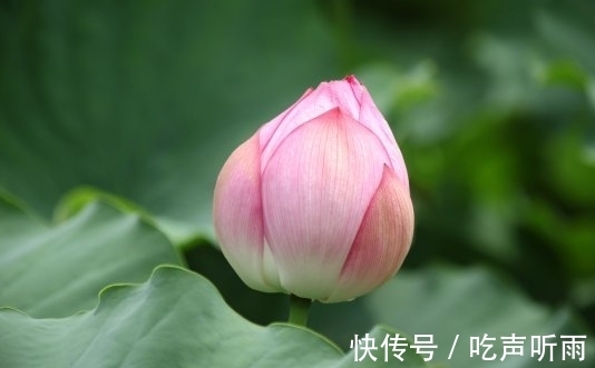 桃花朵朵开|11月上旬，吉星照耀，4属相桃花朵朵开，喜事自然来