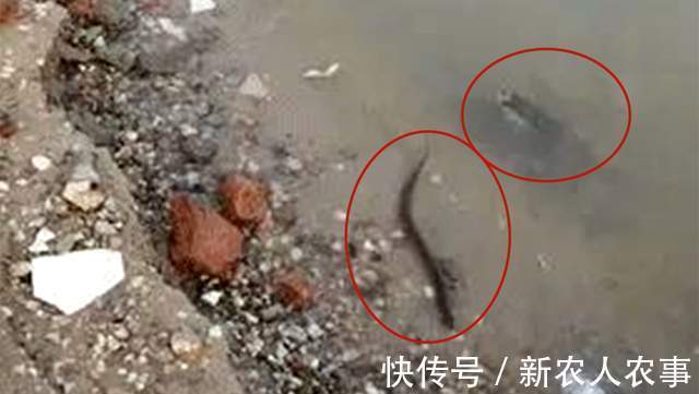 广东一男子野钓遇稀罕事,钓不到鱼江面上却成群,网友:放生的