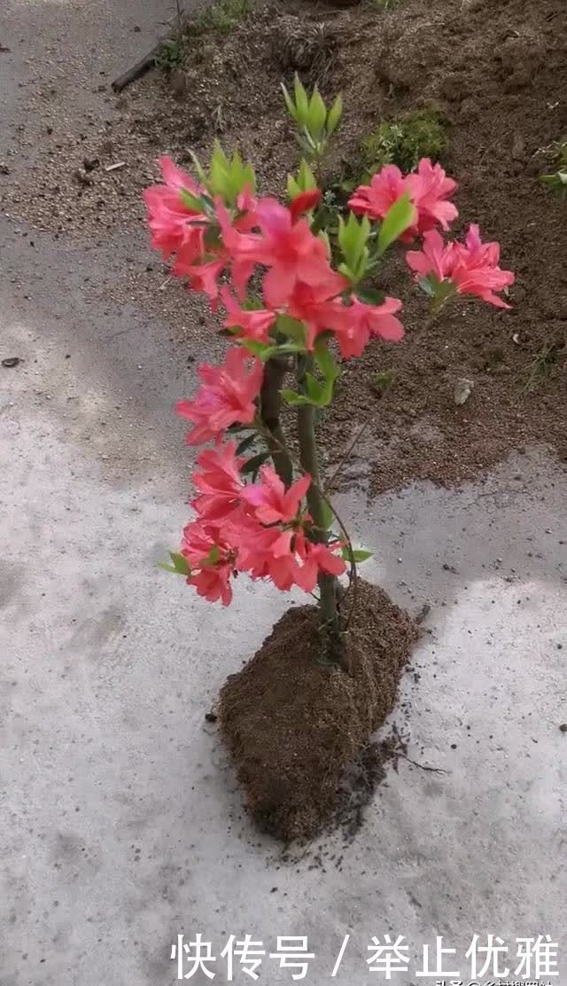 映山红是怎么种植的?掌握这些技巧,40天能生根,90天可成活
