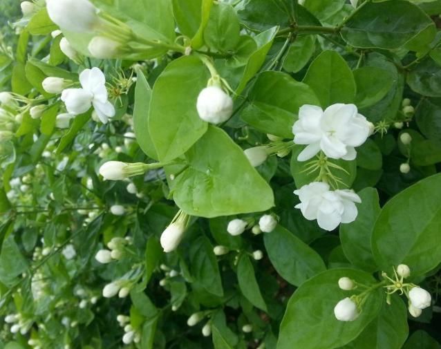 新芽|要让茉莉花枝子旺花苞多，需用2个方法，新枝新叶多花苞满枝