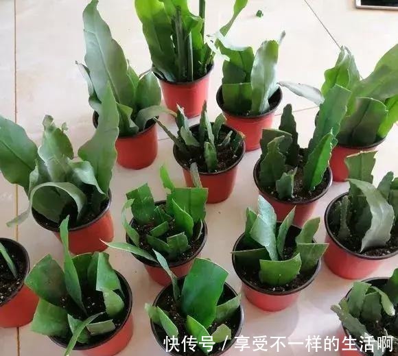 春天扦插3种花,剪1根枝条15天“冒白根”,一次开花上百朵!