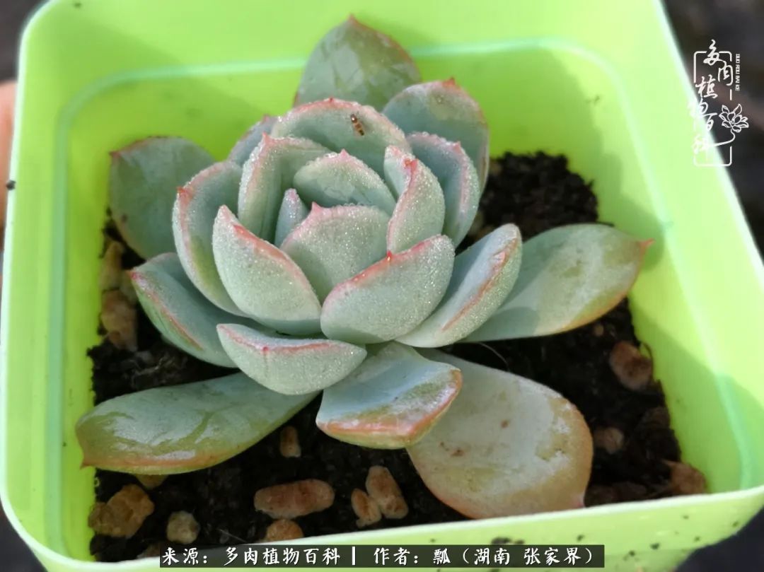 干货新手在多肉的选购、配土、上盆、养护环节走过的误区!