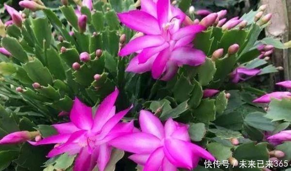 根系|盆越小水越少，长势越好的几种花，看看你家有没有。